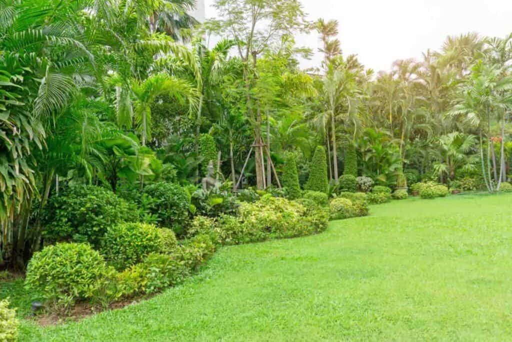 Zoysia Lawn