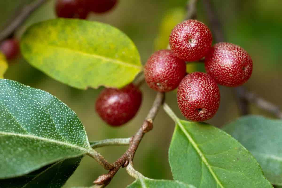 Autumn Elaeagnus