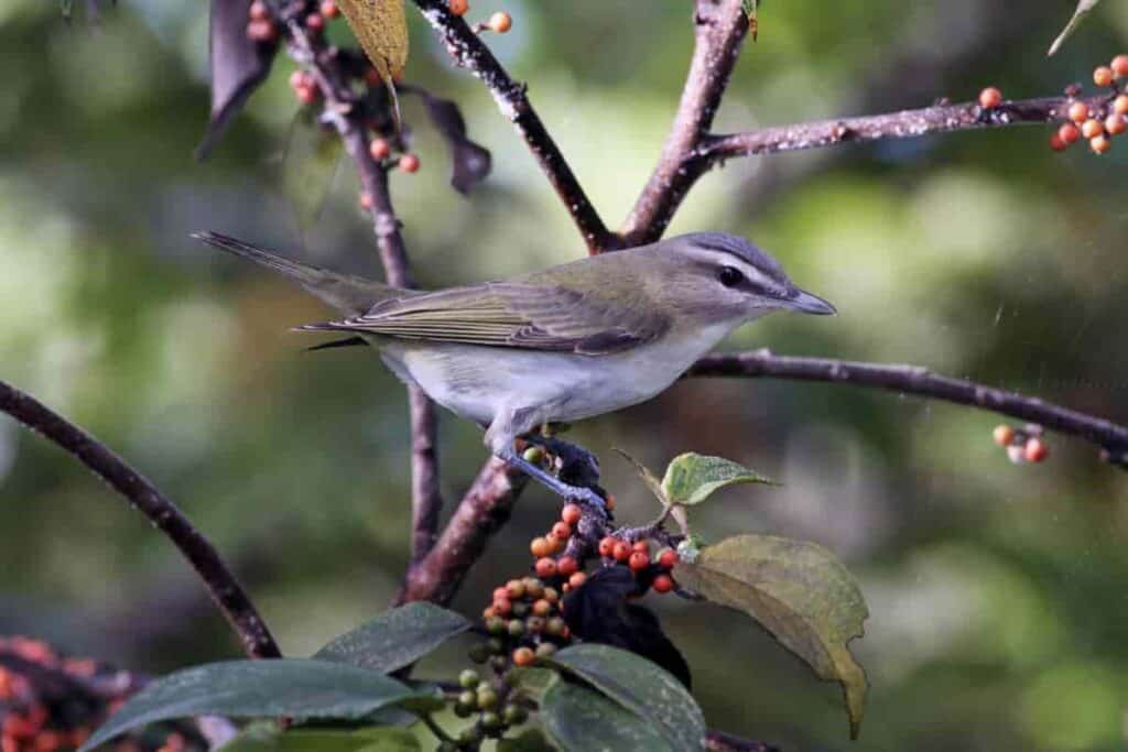 Plants And Birds