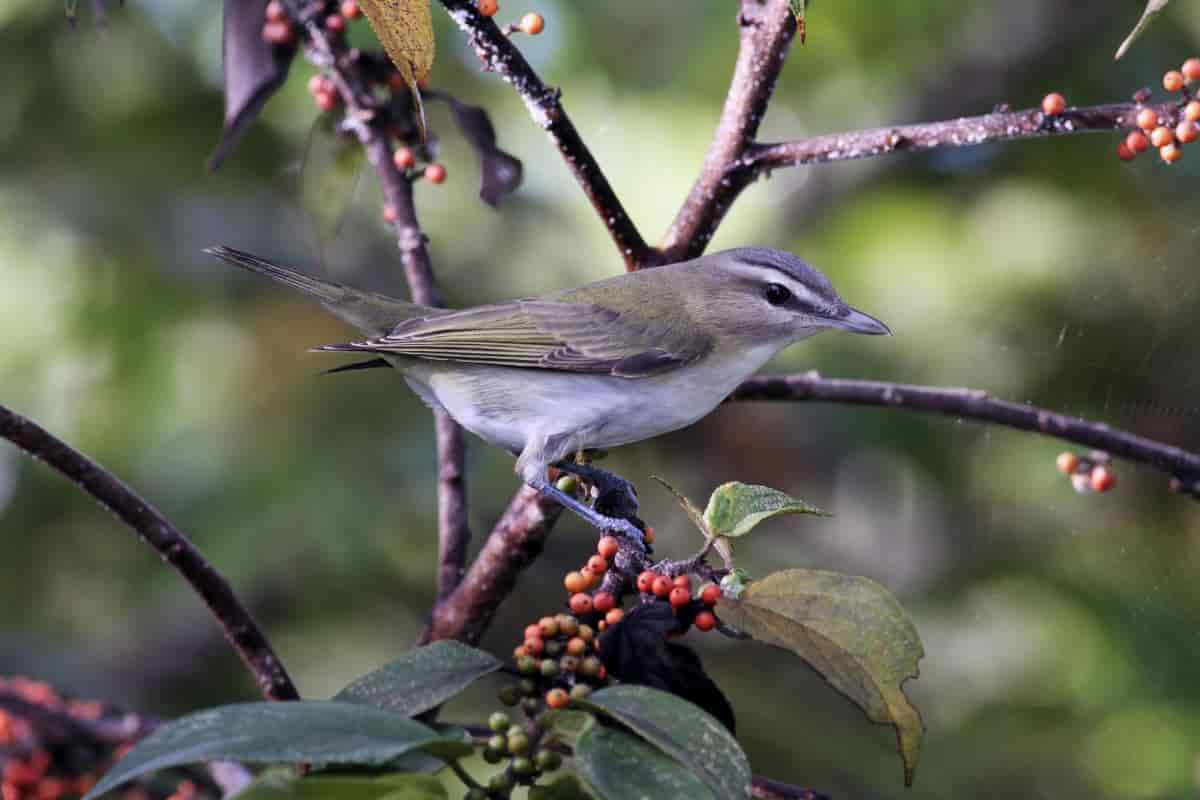Plants And Birds