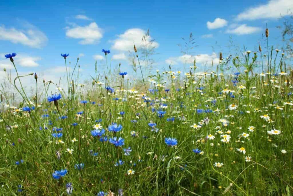 wild flowers for summer