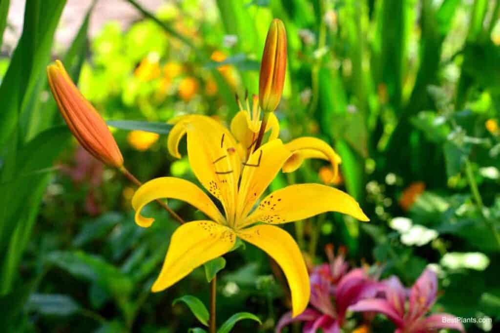 lure lily flower
