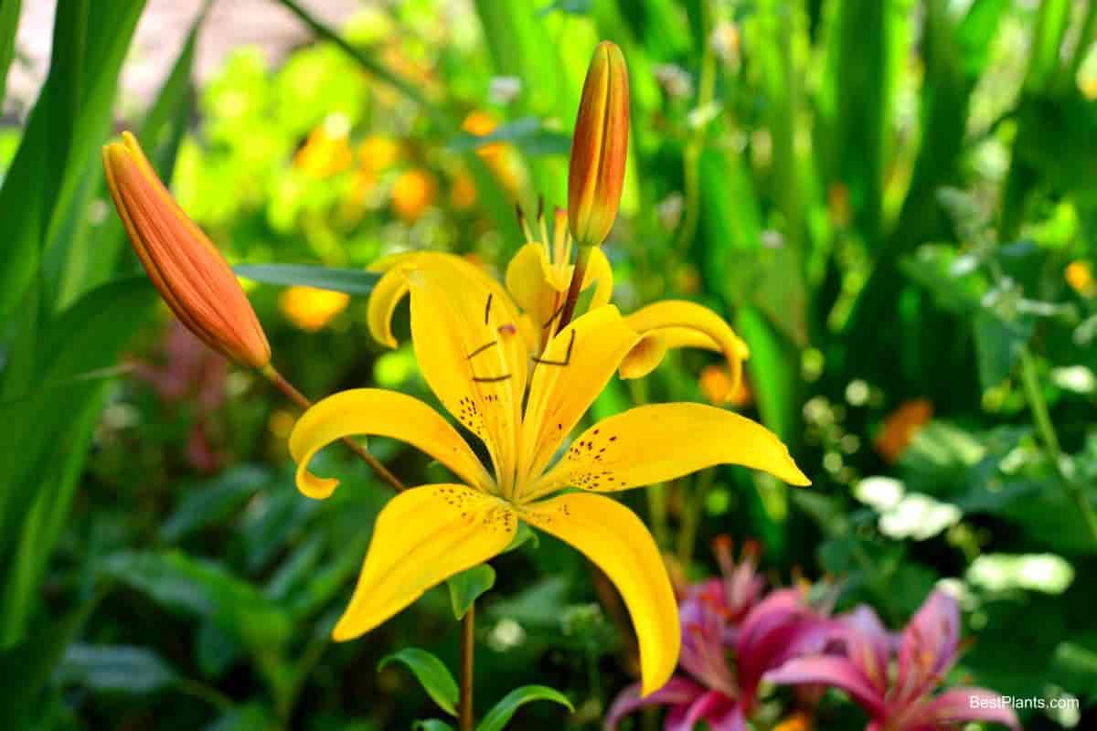 lure lily flower