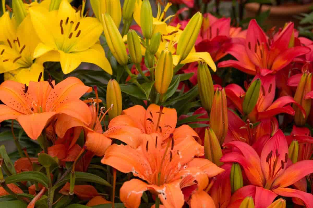 Lure Lily