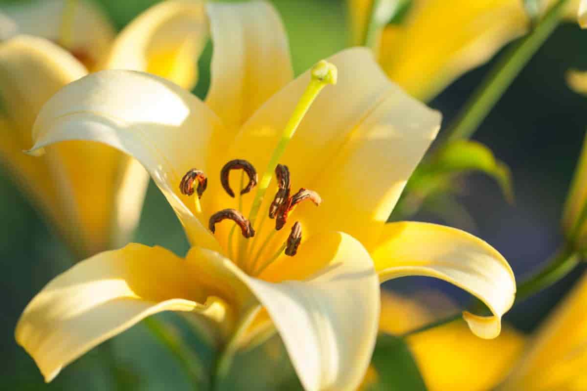 eastern american lilies