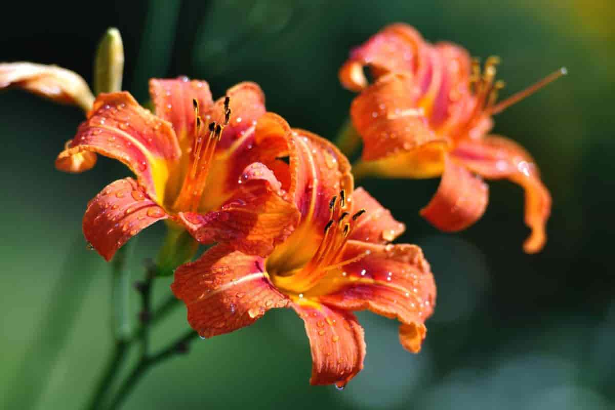 Lily Troubles