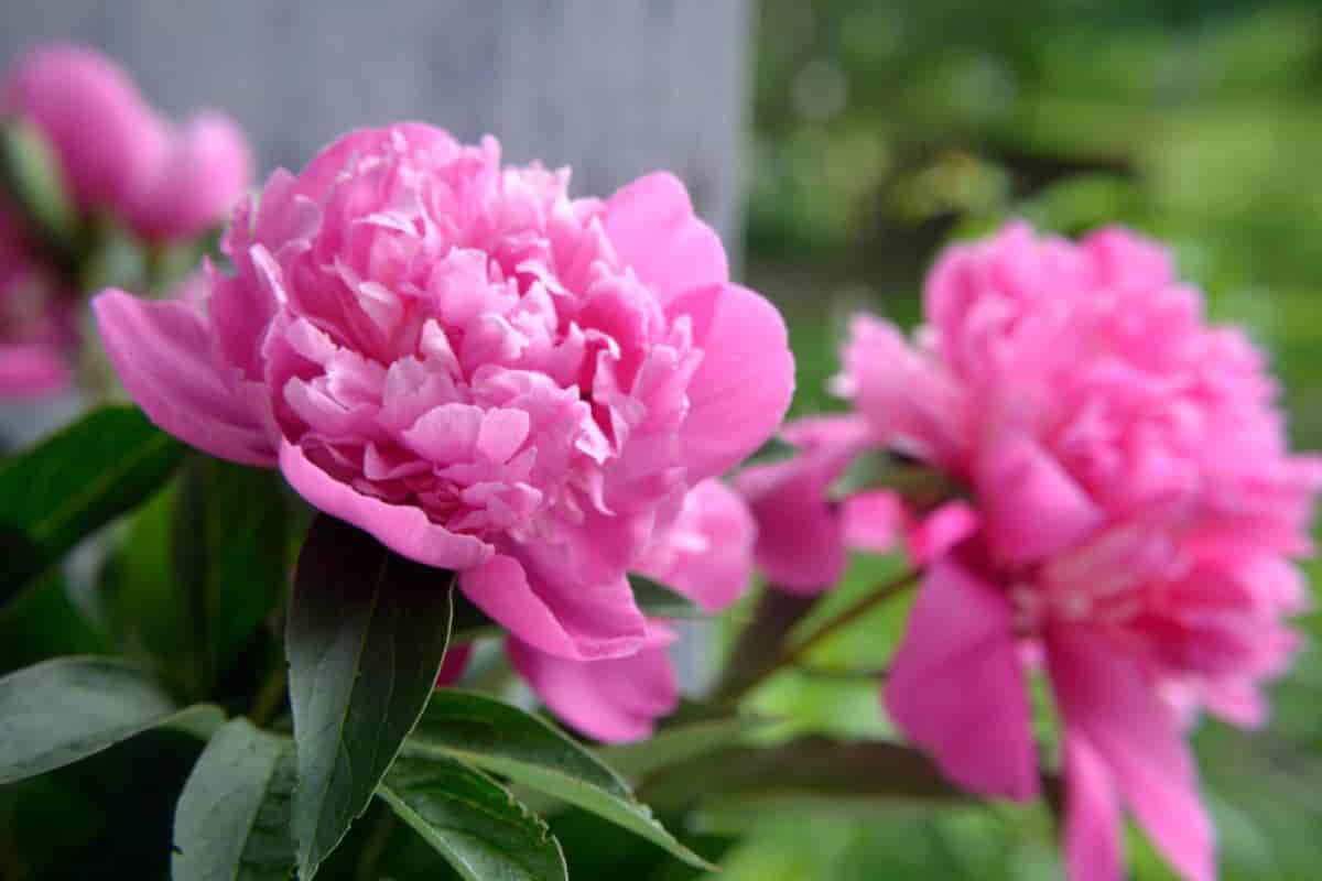 Blooming Peonies