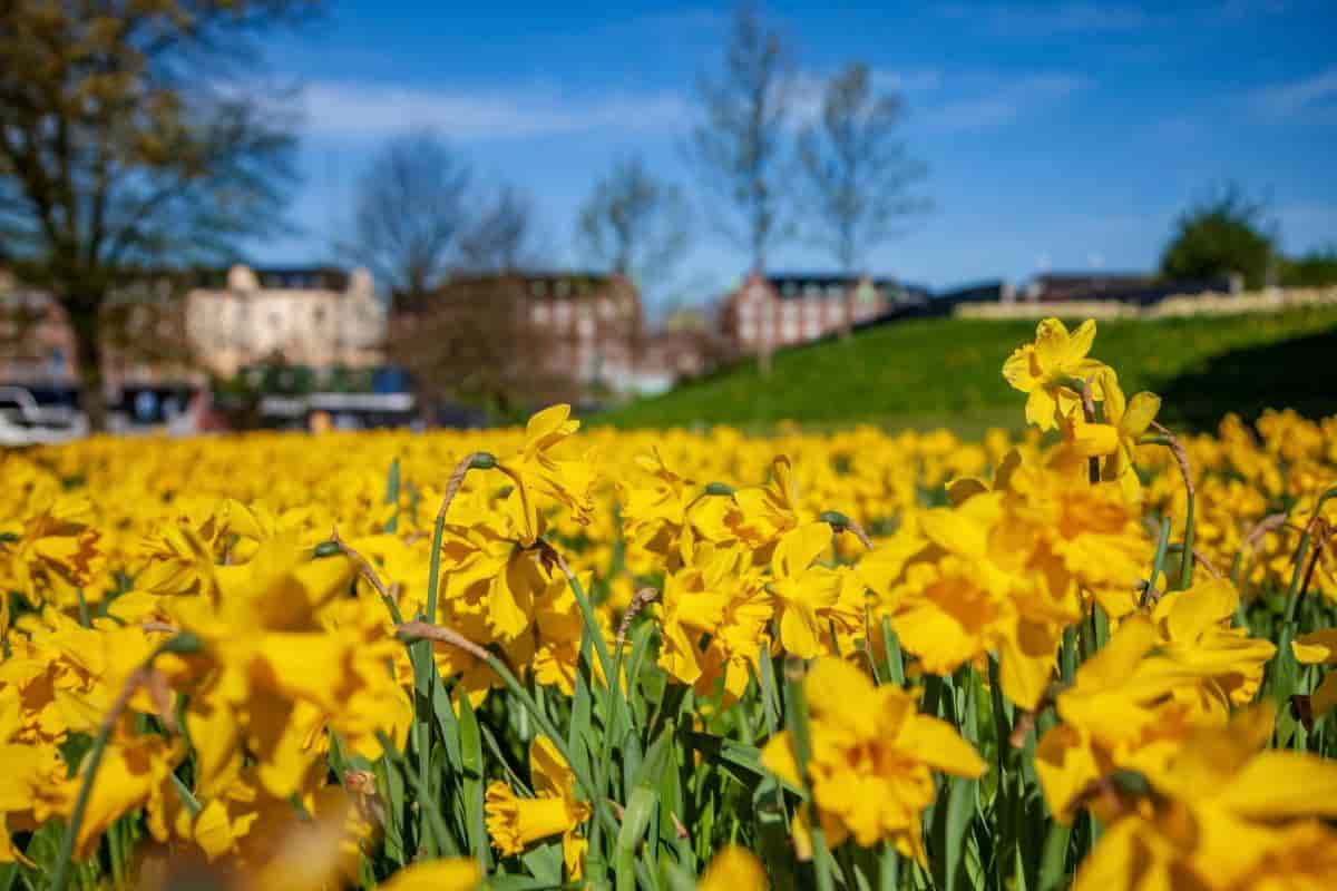 Daffodil Trend
