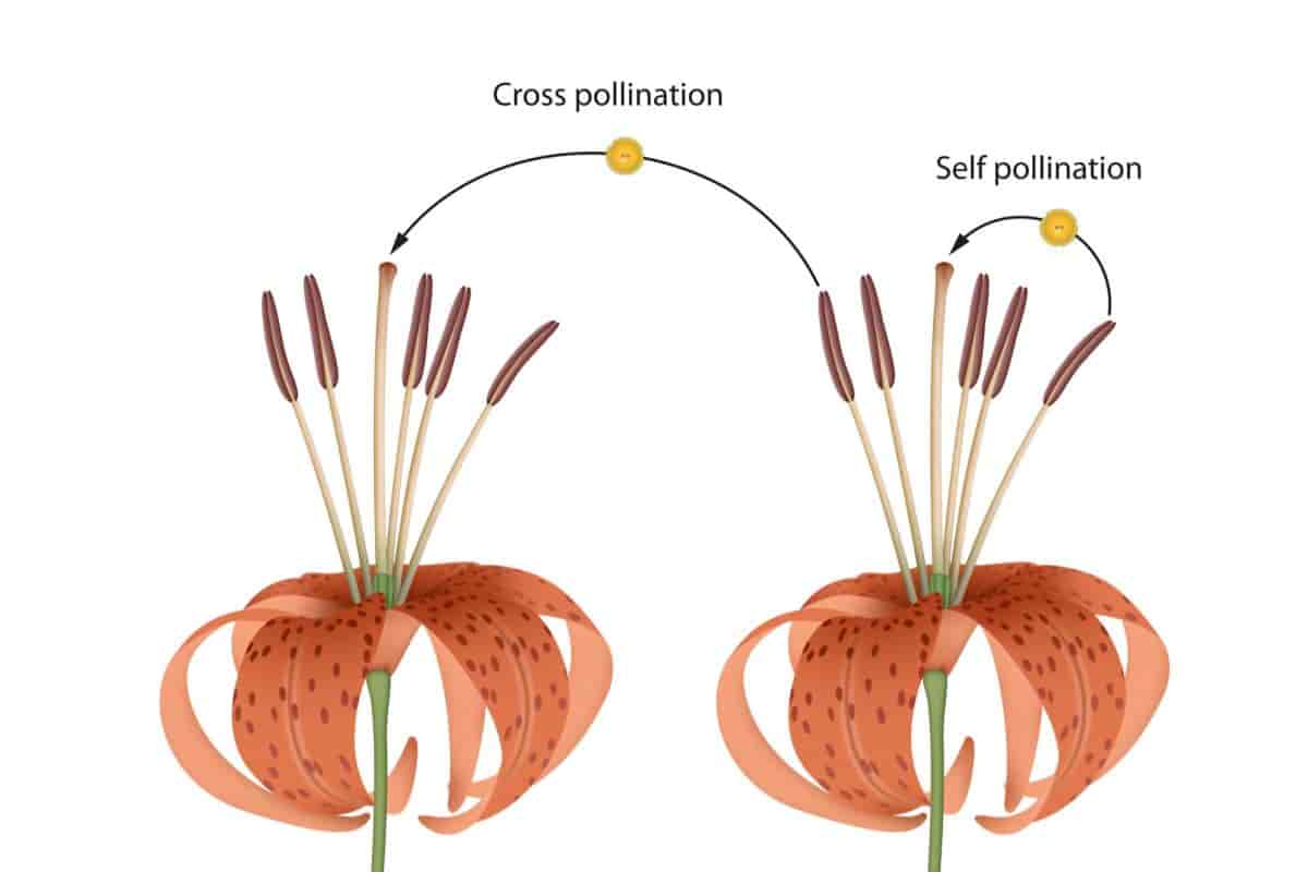 how to cross lilies