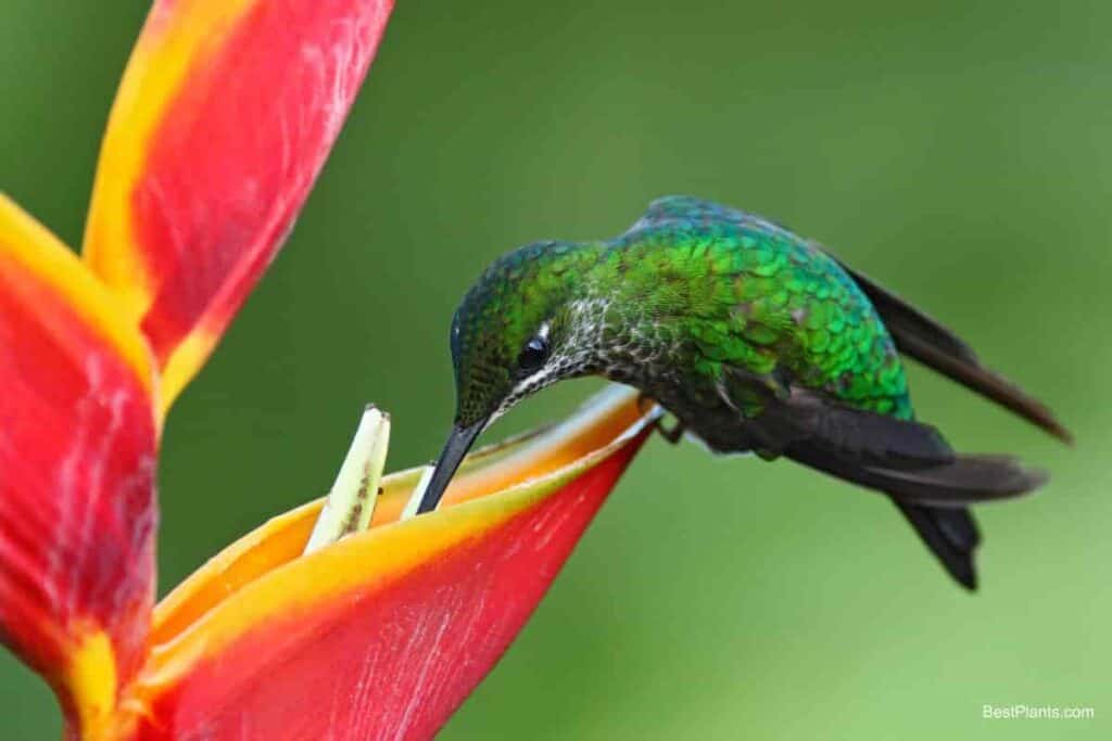 hummingbird to garden