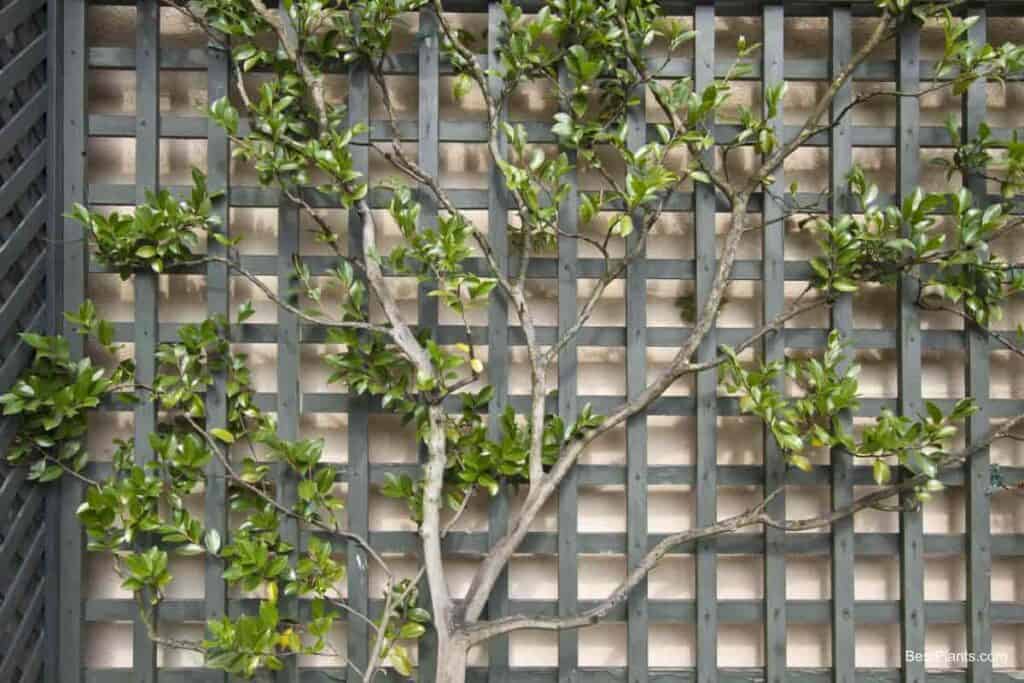 side walls planting