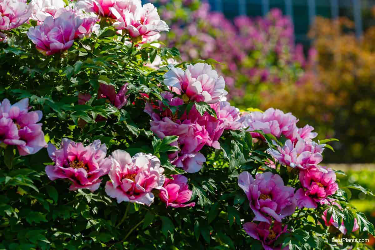 Growing Tree Peonies