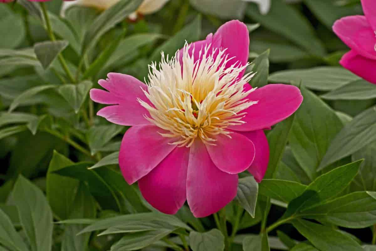 Herbaceous Peonies