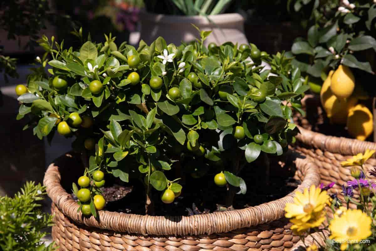 Garden fruit trees