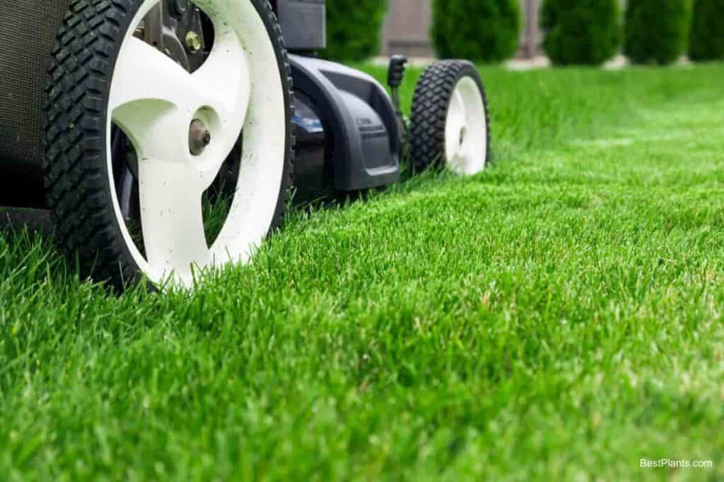10 question on lawn making