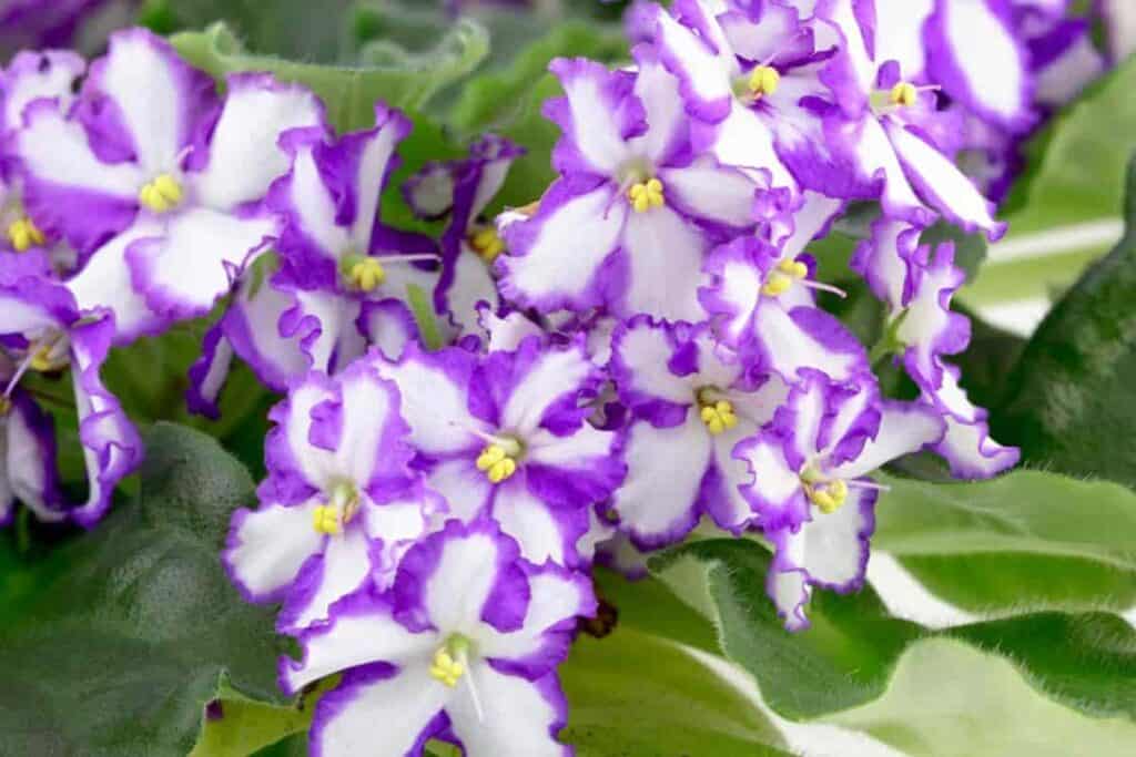 Bloom African Violets