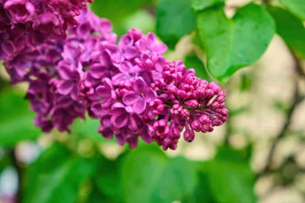 For Cold Climate Lilacs
