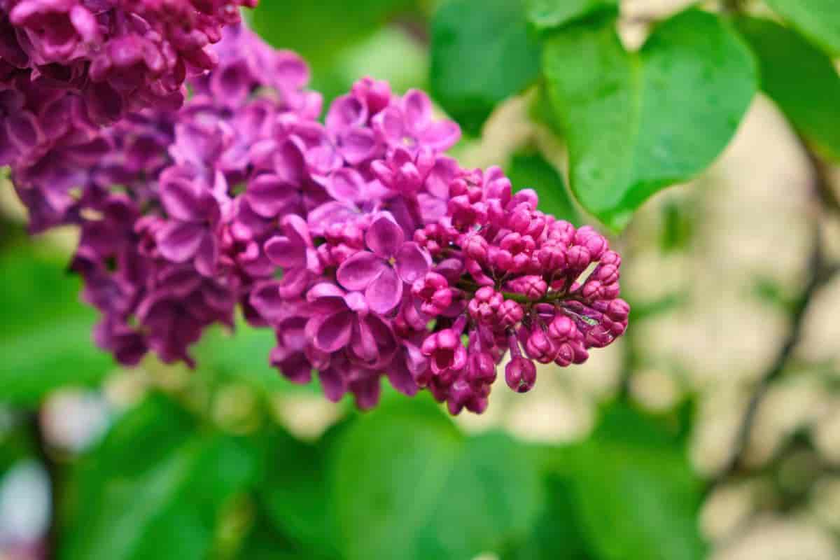 For Cold Climate Lilacs