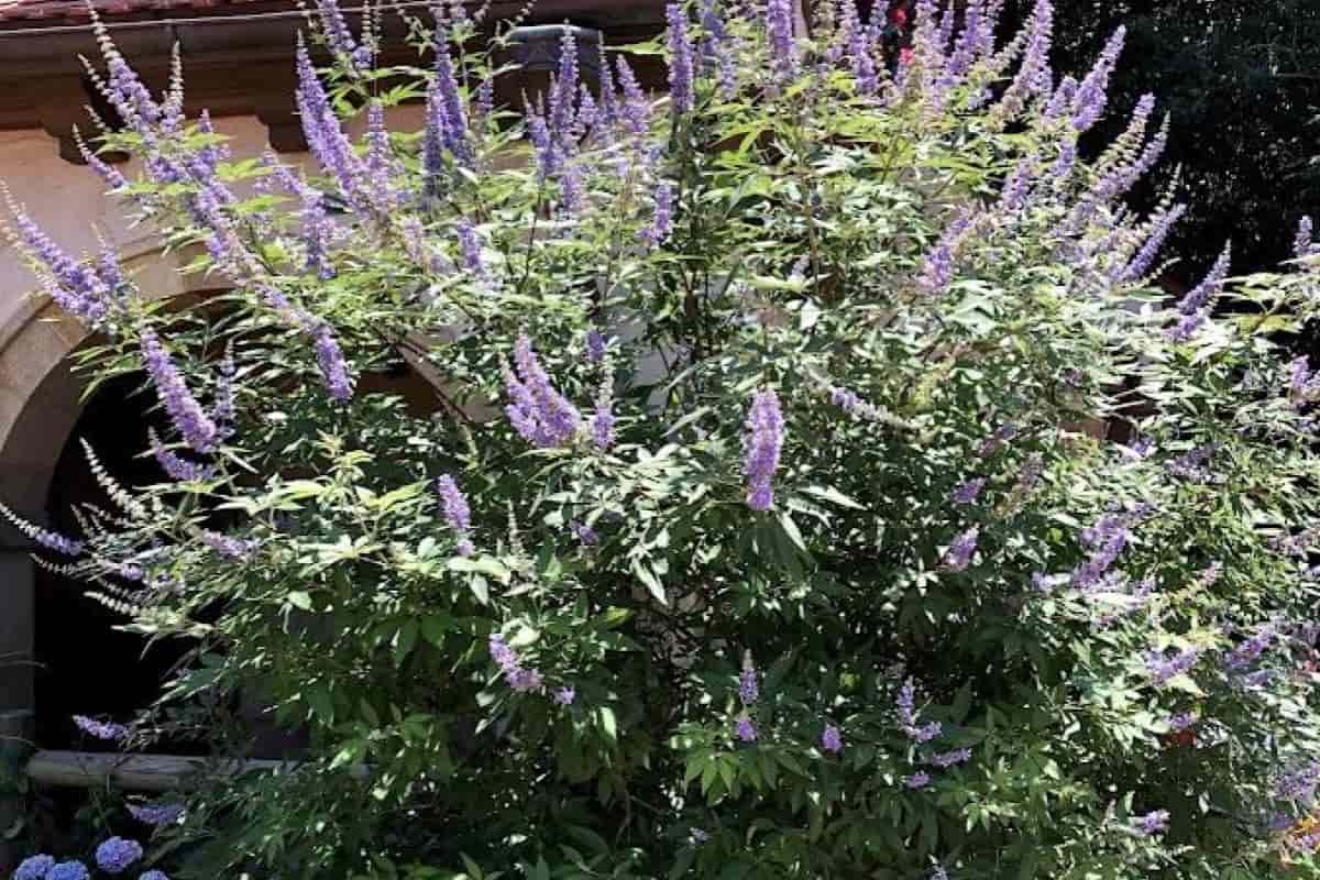 Butterfly Bushes