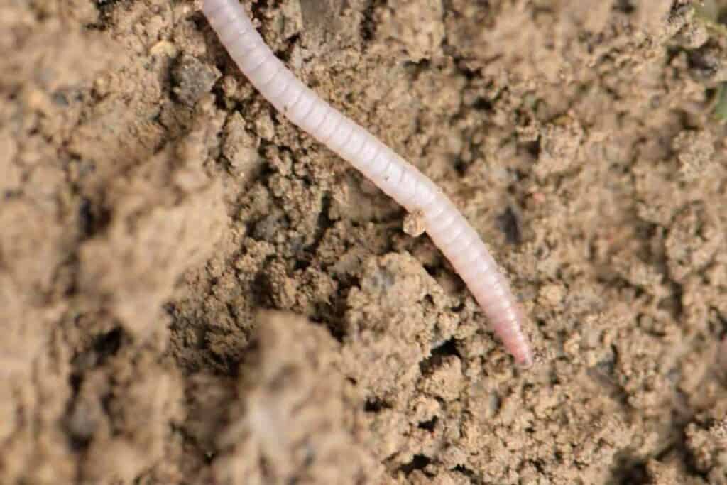 Earthworm