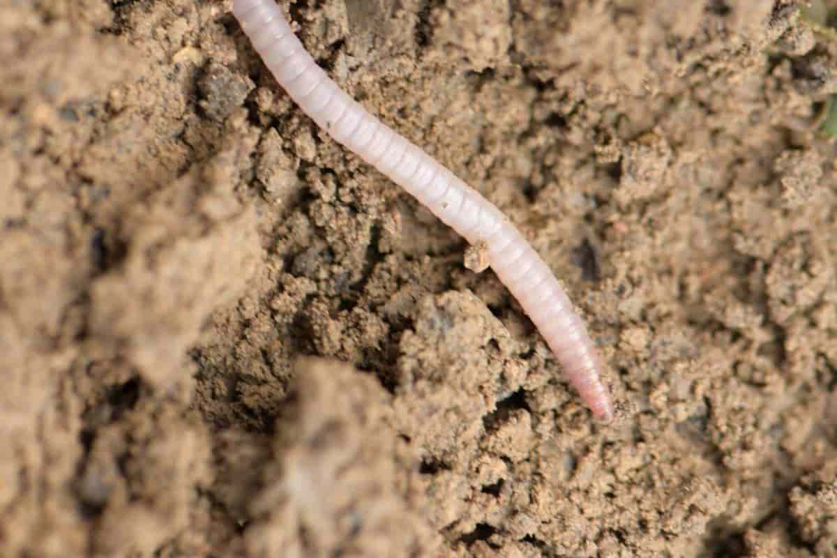 Earthworm