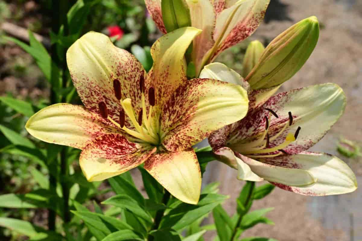 Sheaf of Lily