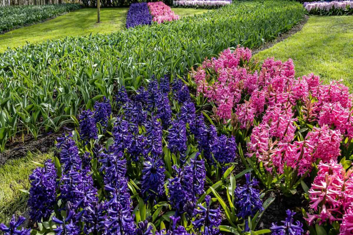 Bloom Hyacinths