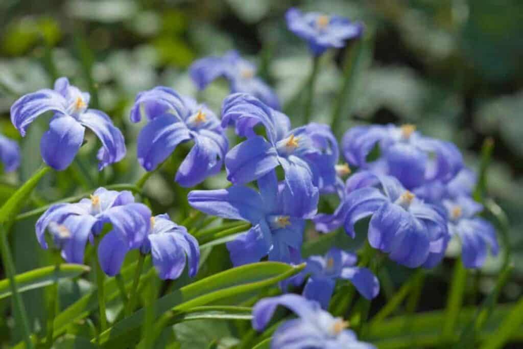Shady Bulbs