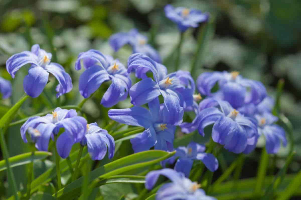 Shady Bulbs