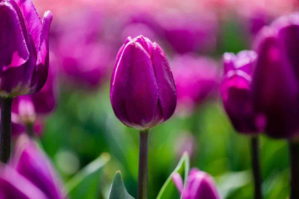 Tulipomania