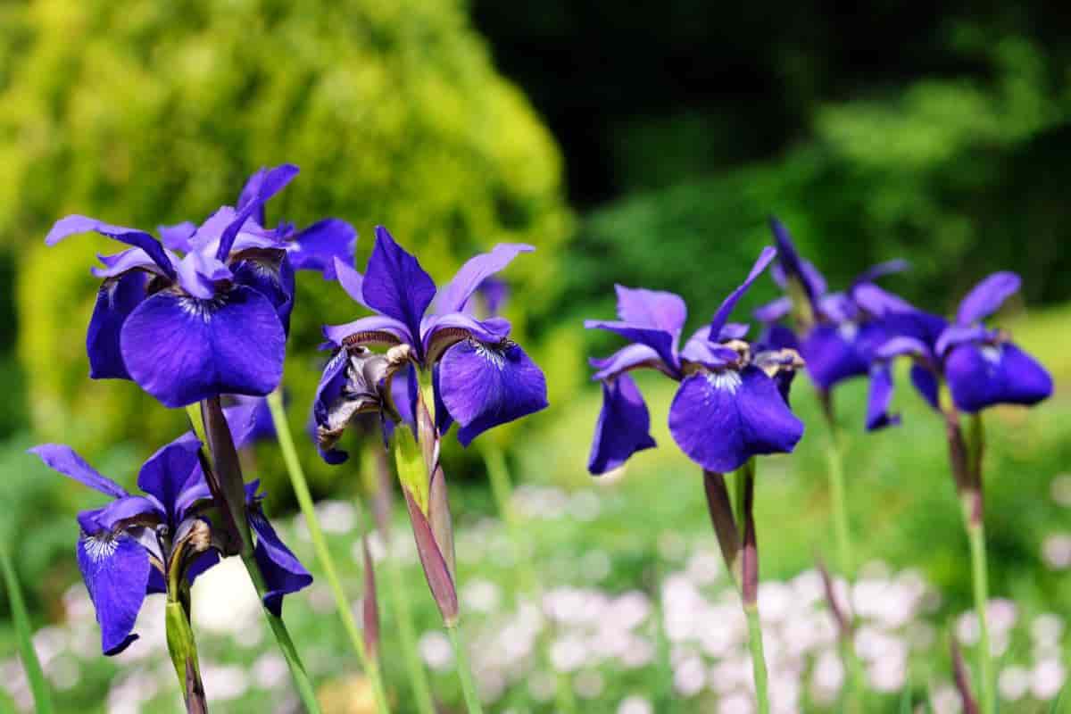 Tall Bearded Iris