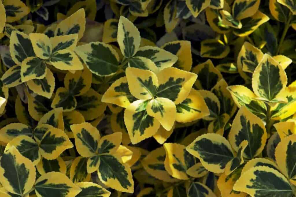 Shrubs