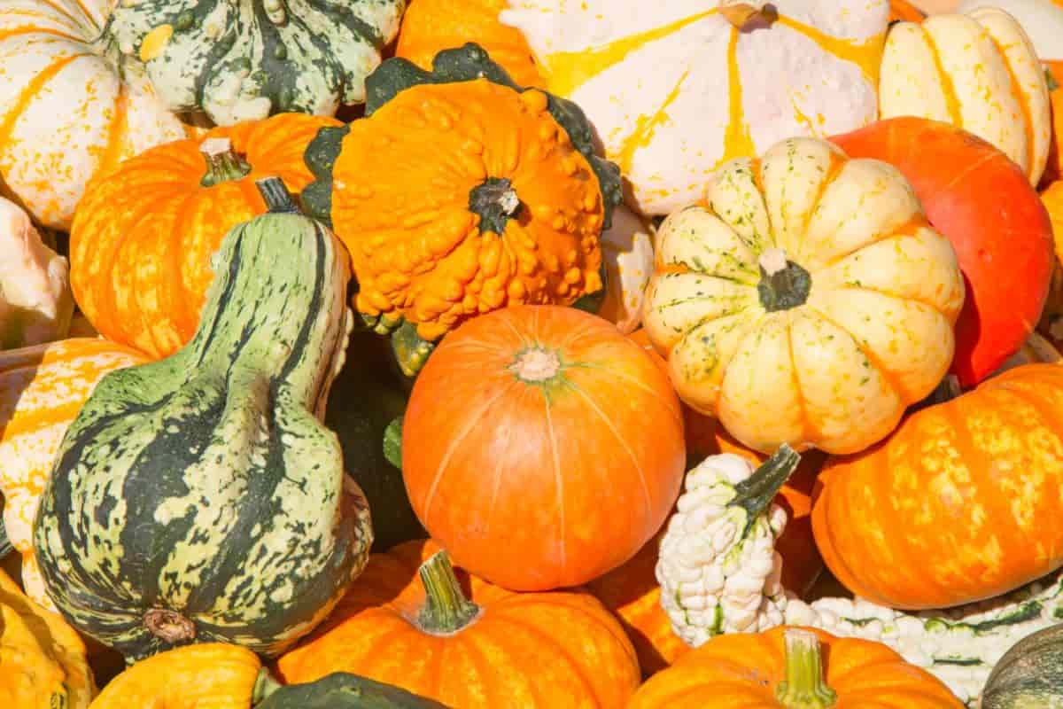 Gourd Curing and Preserving