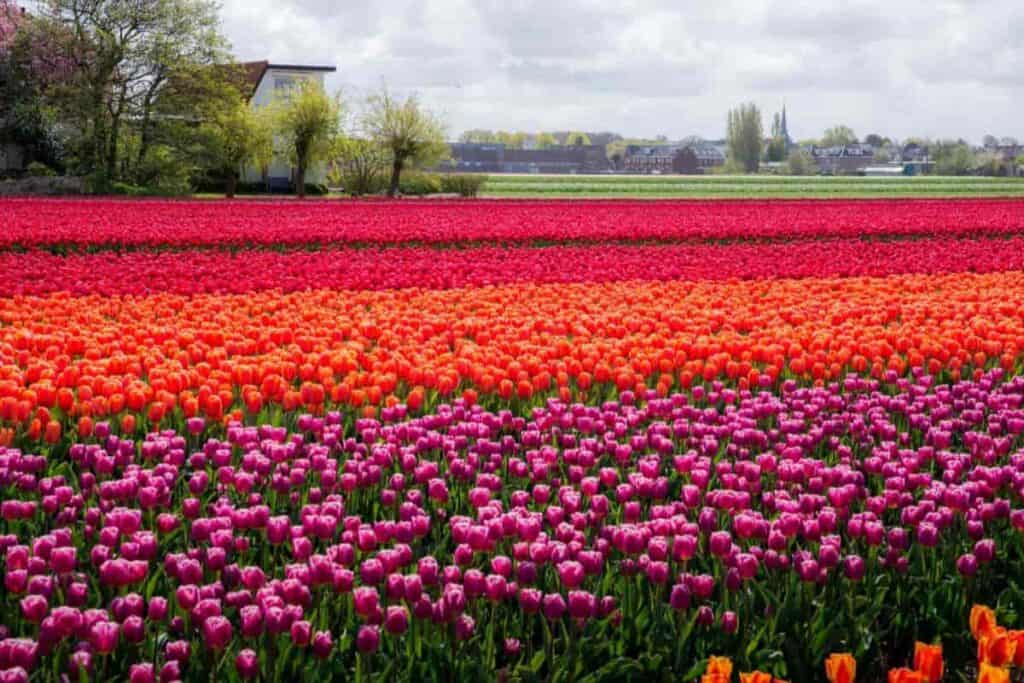 Tulip Time