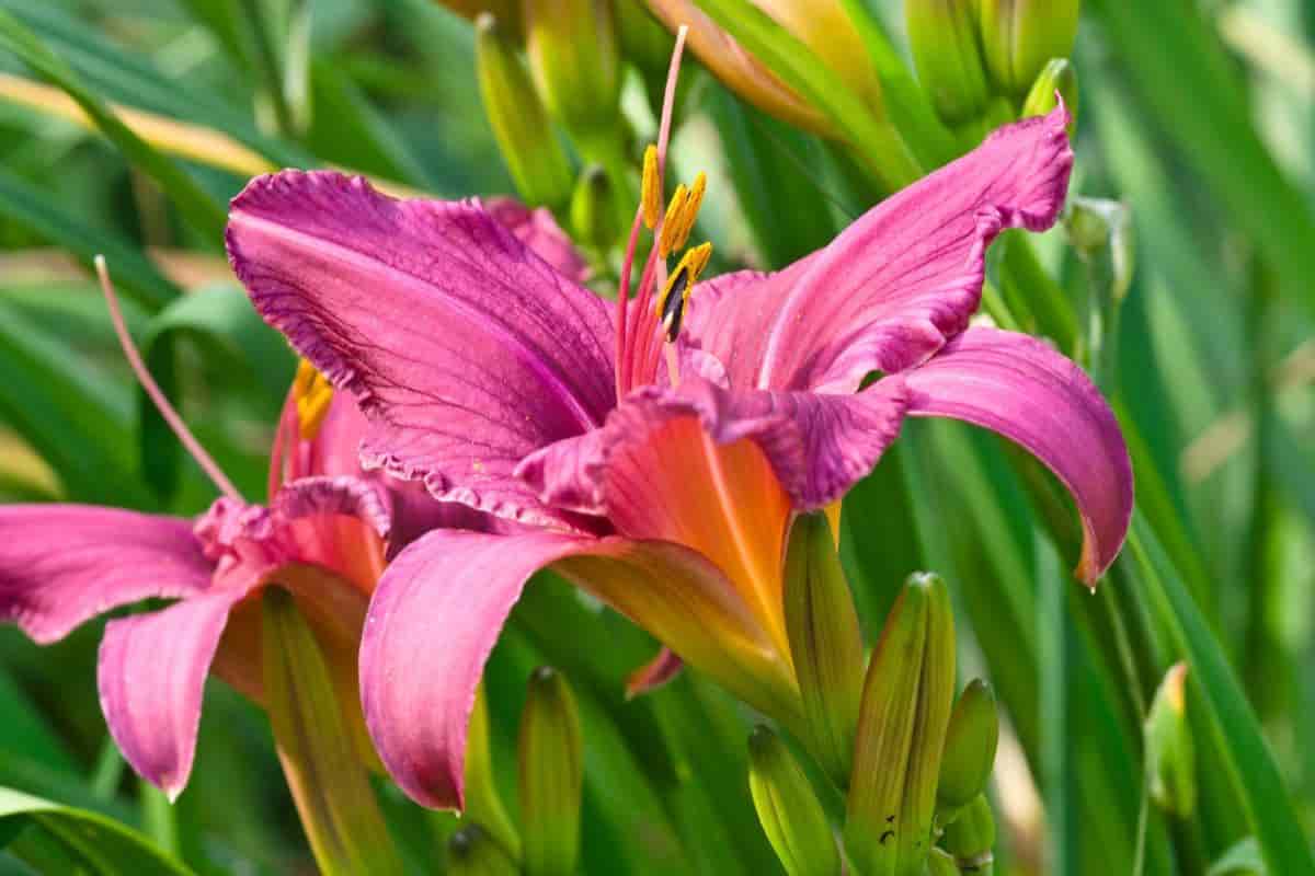 Garden With Lilies
