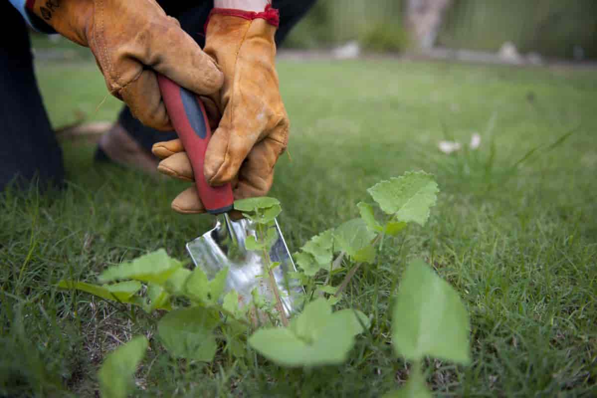 Control Weeds