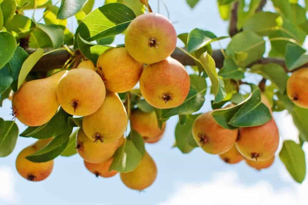 Fruit Feud