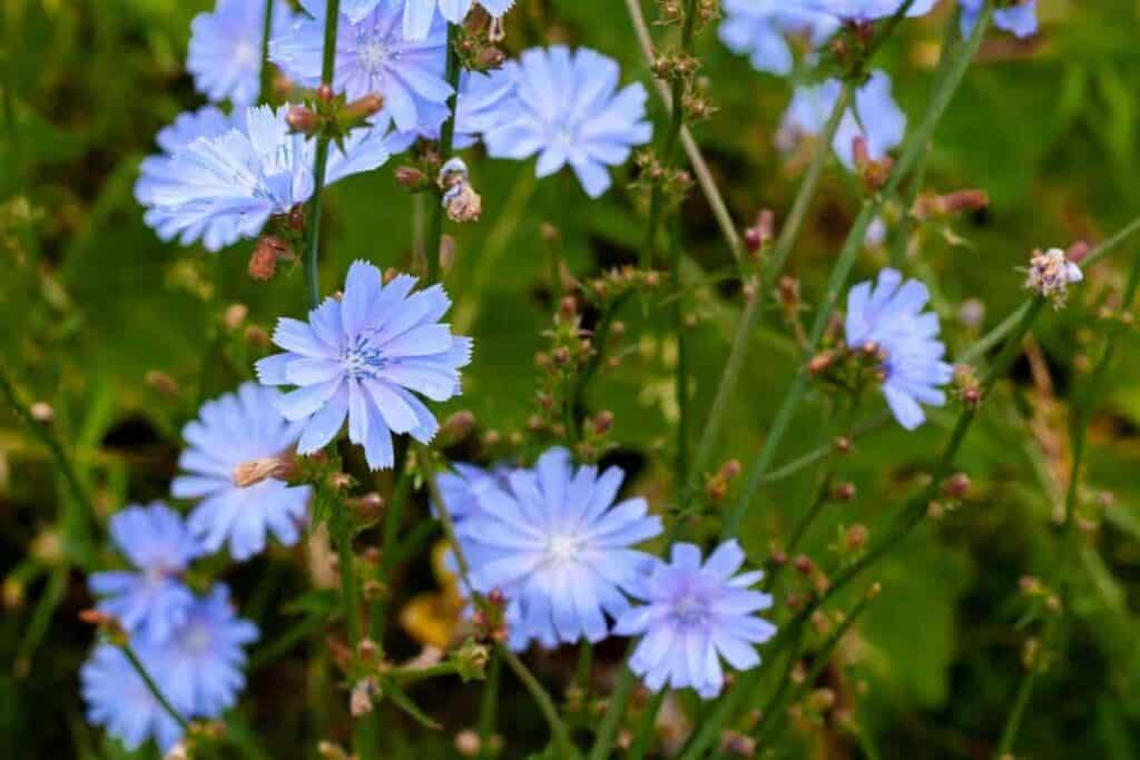 Weeds or Wildflowers