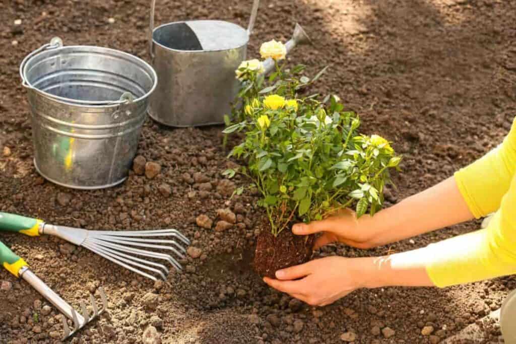 Rose Planting
