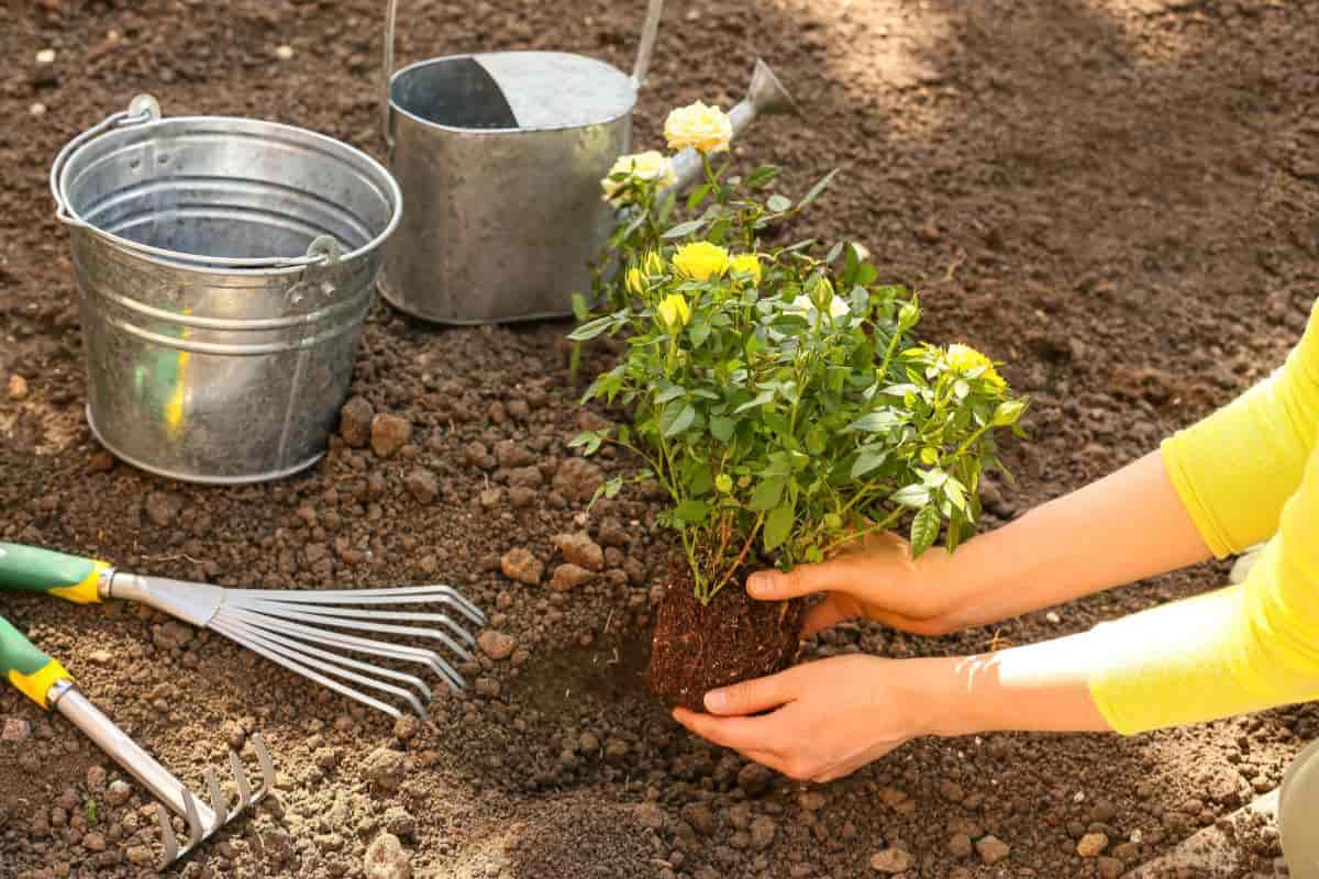 Rose Planting