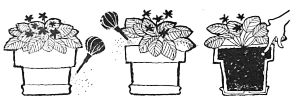 Tips on watering African Violets - graphic