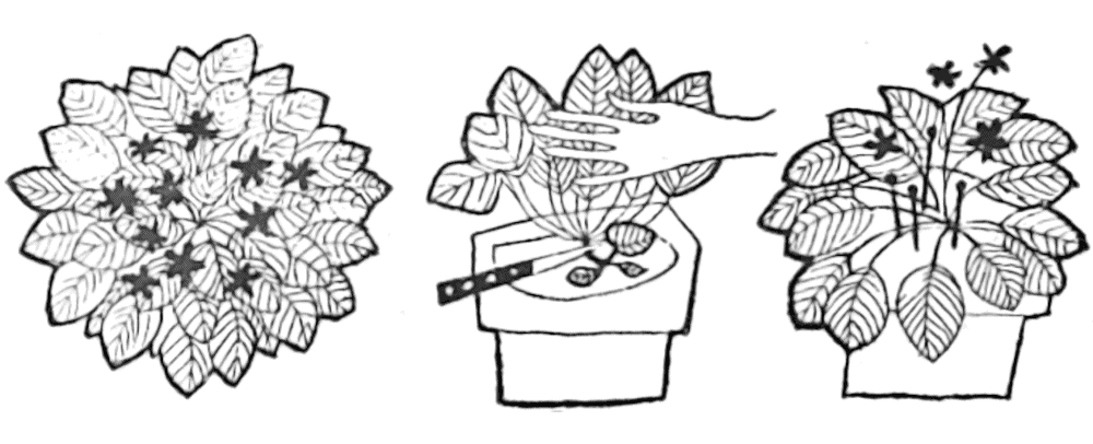 Pruning and grooming African Violets graphic using matchstick props