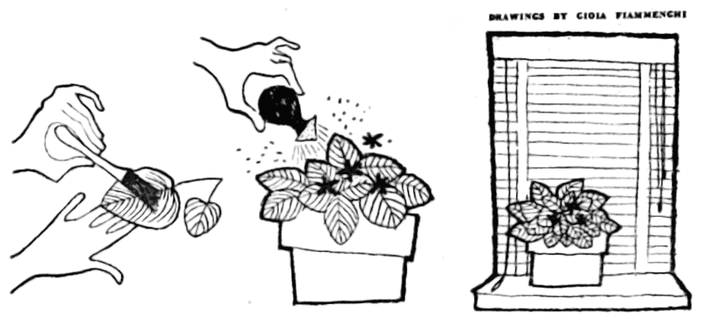Grooming African Violets