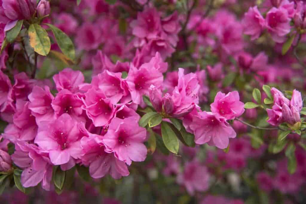 Southwest October Gardening