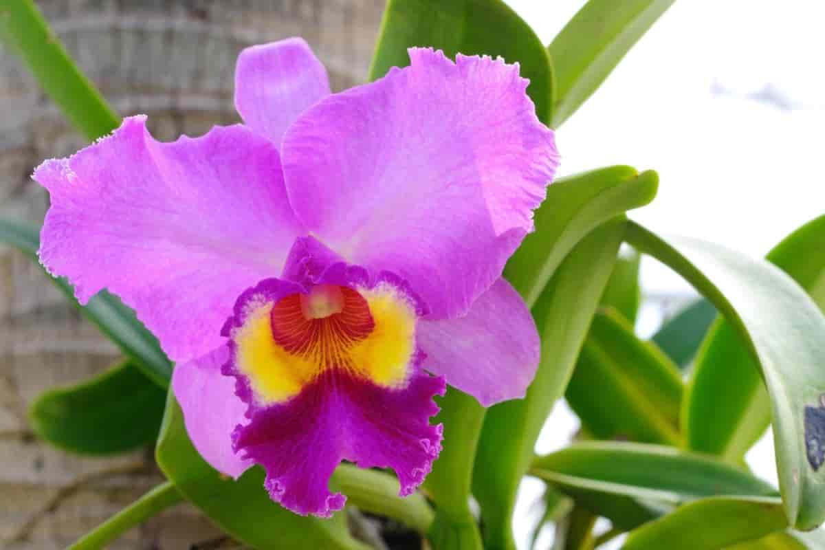 Orchids