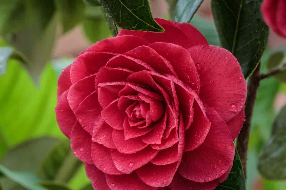 Growing Camellias Year-Round