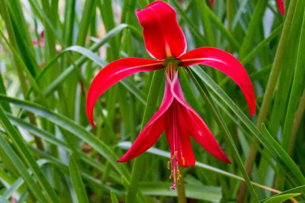 Growing Colorful Bulbs