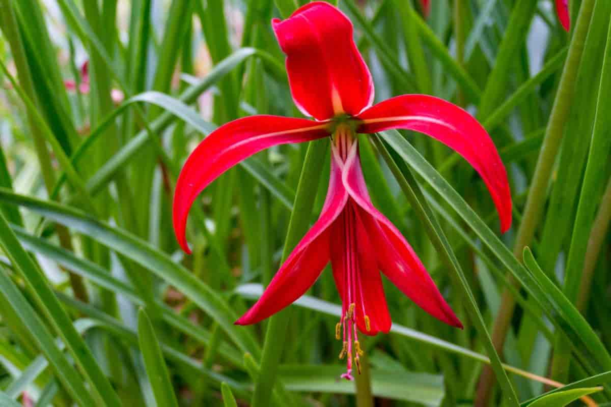 Growing Colorful Bulbs