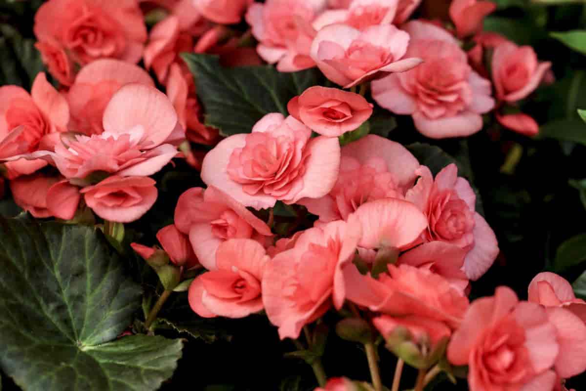 queen of all begonias