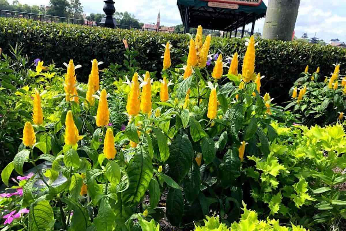 Shrimp Plant